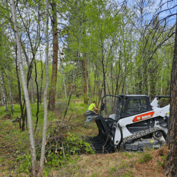 wm-forestry-(1) wm-forestry-(1)